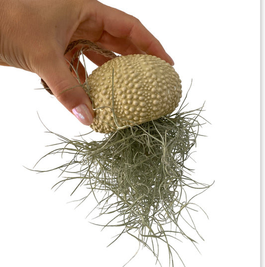 Sea Urchin Air Plants