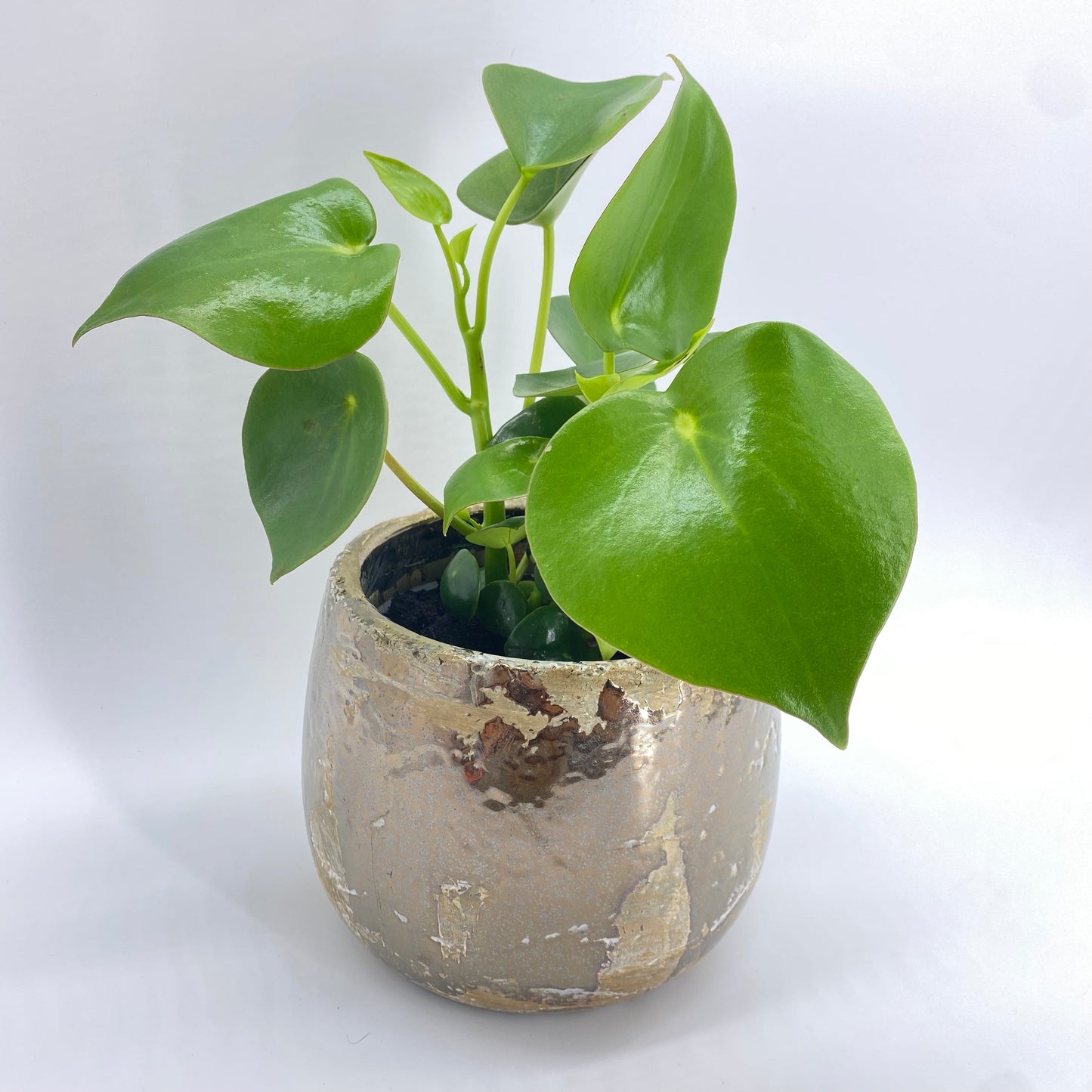 Easy Care Potted Plants