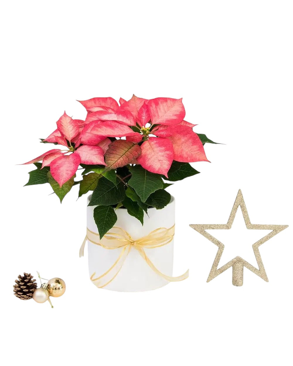 Poinsettia (Christmas Flower)