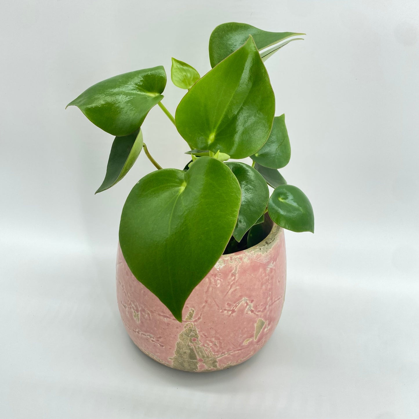 Easy Care Potted Plants