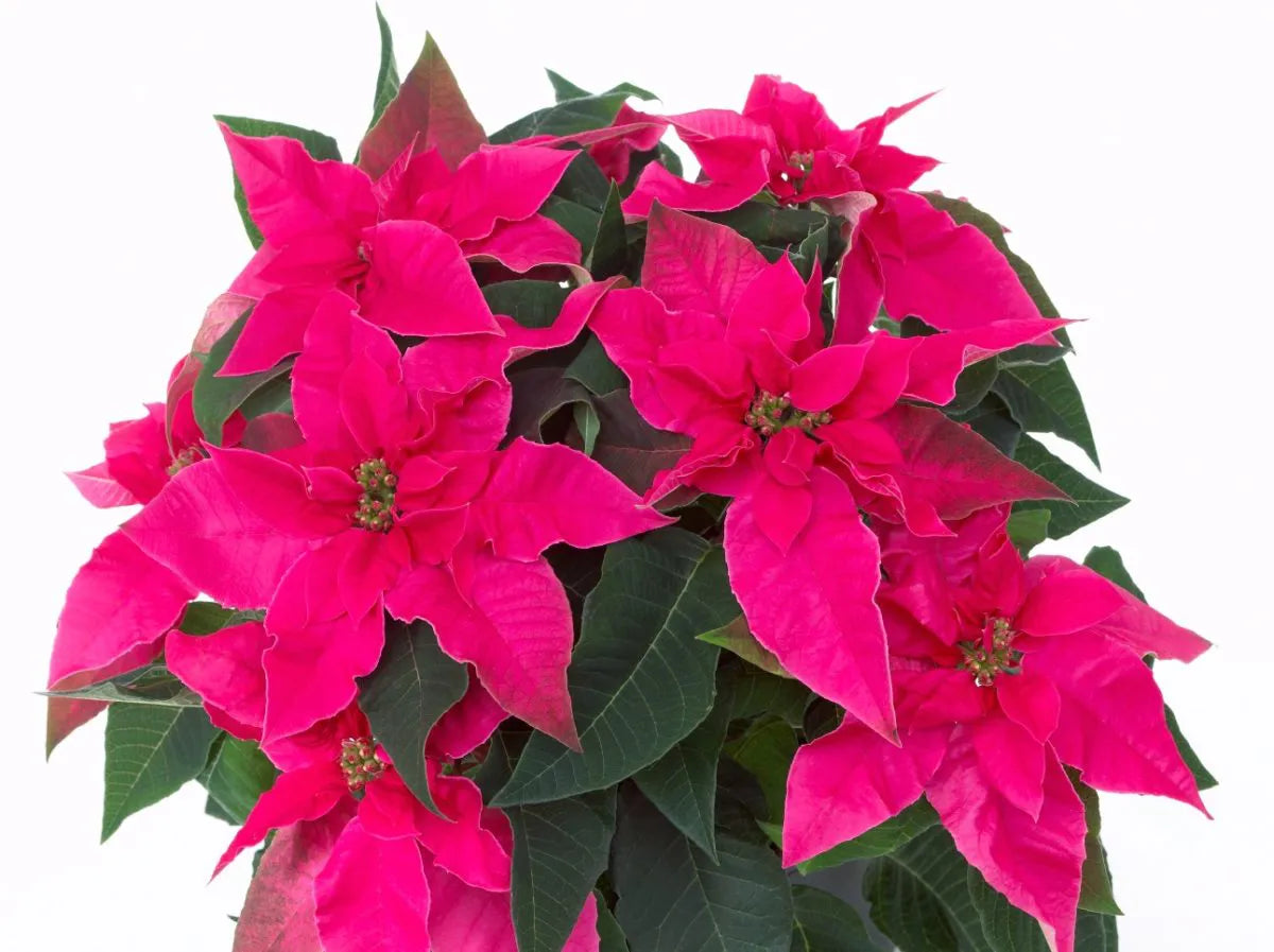 Poinsettia (Christmas Flower)