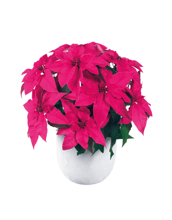 Poinsettia (Christmas Flower)