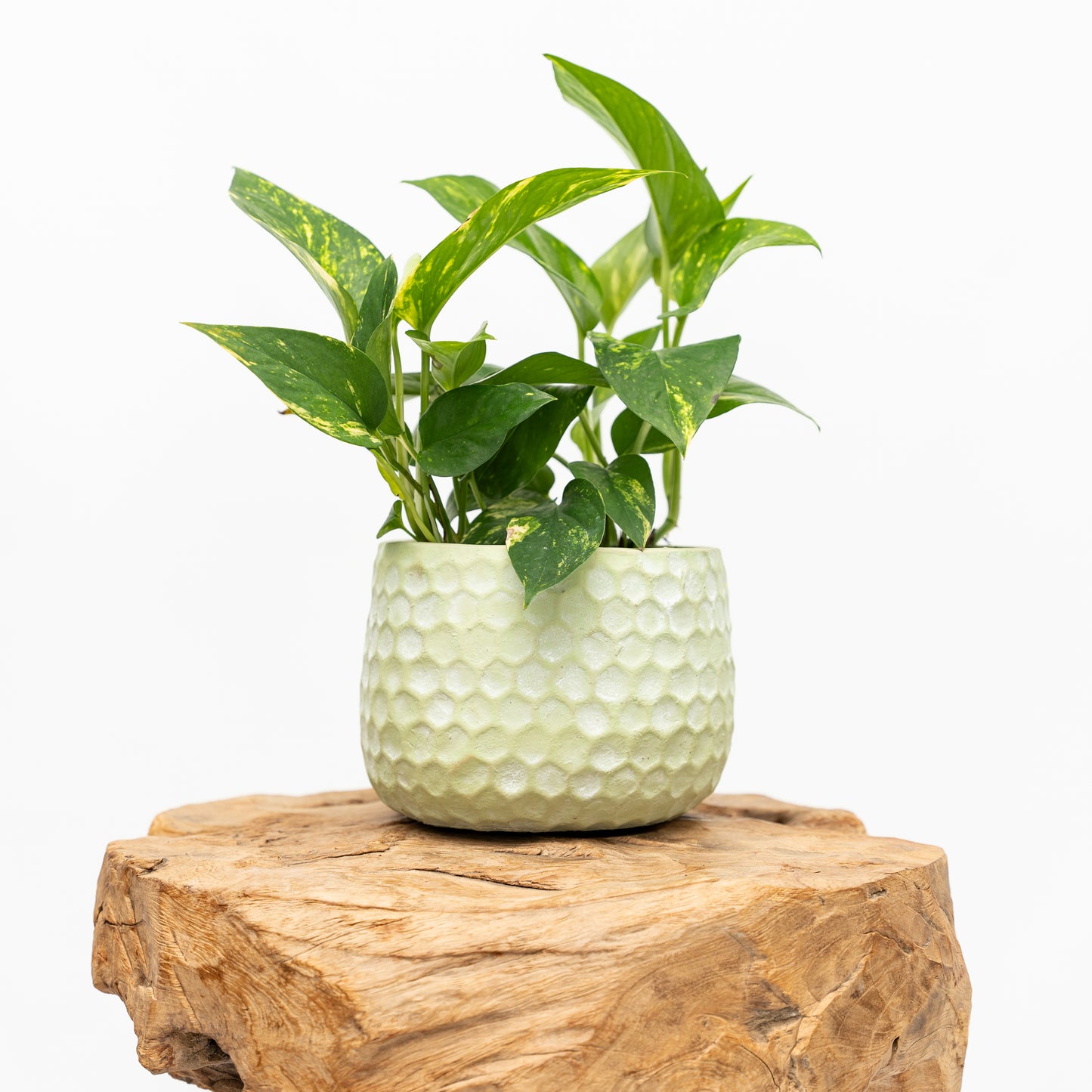 Easy Care Potted Plants