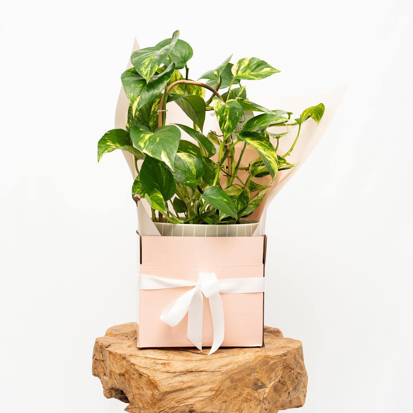 Easy Care Gift Wrapped Plants