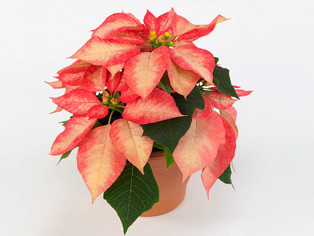 Poinsettia (Christmas Flower)