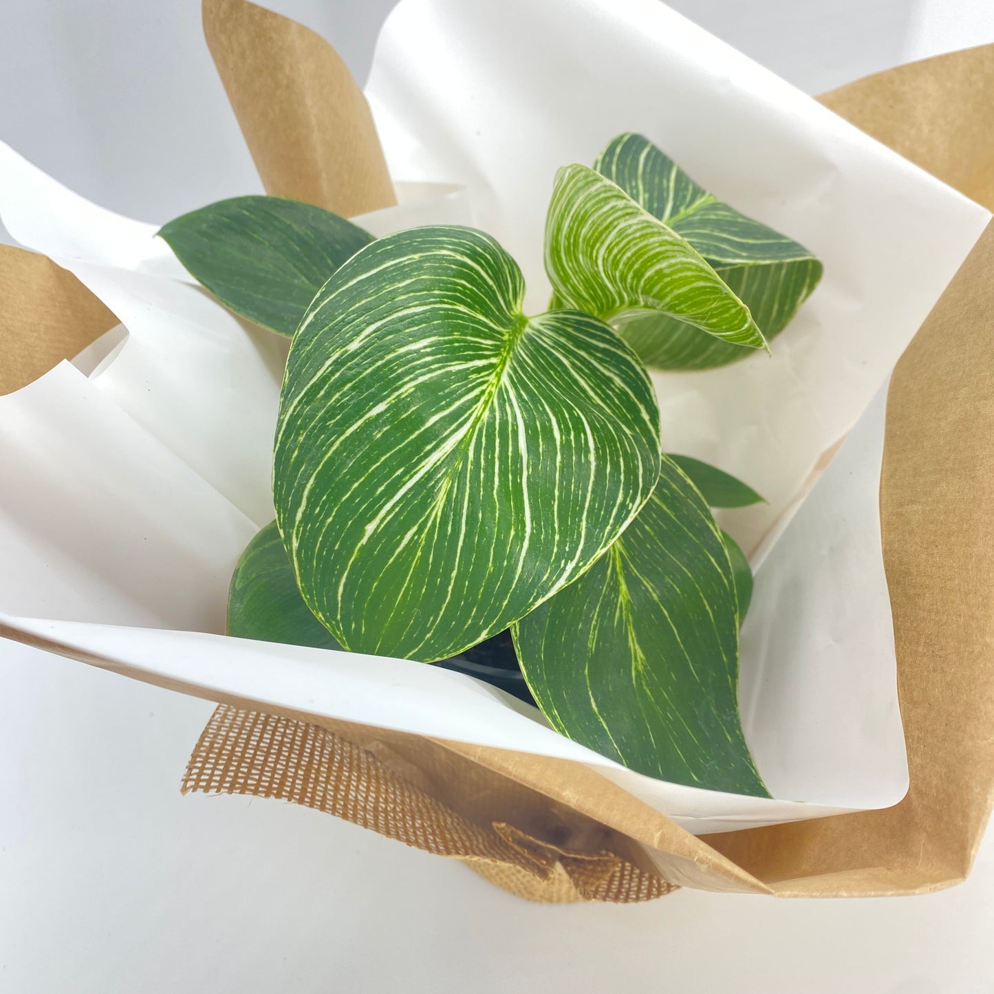 Easy Care Gift Wrapped Plants