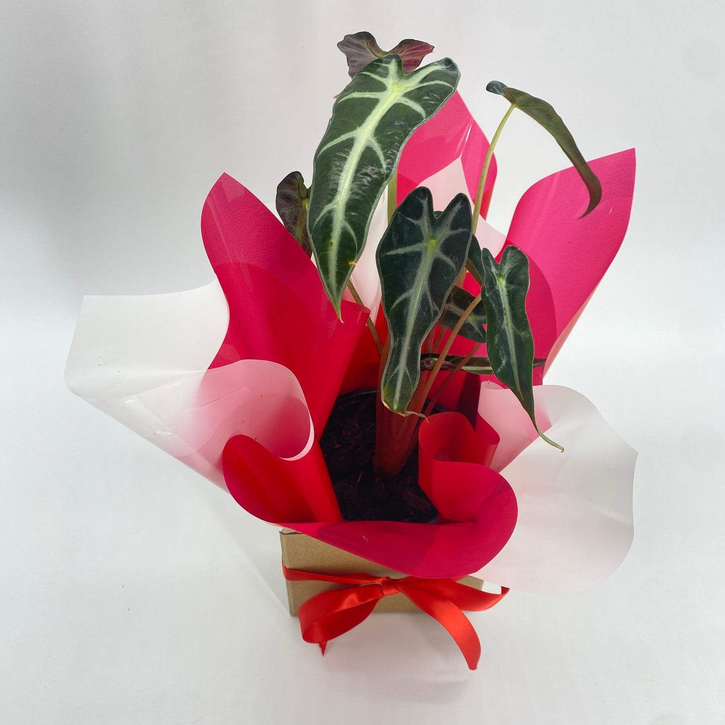 Easy Care Gift Wrapped Plants