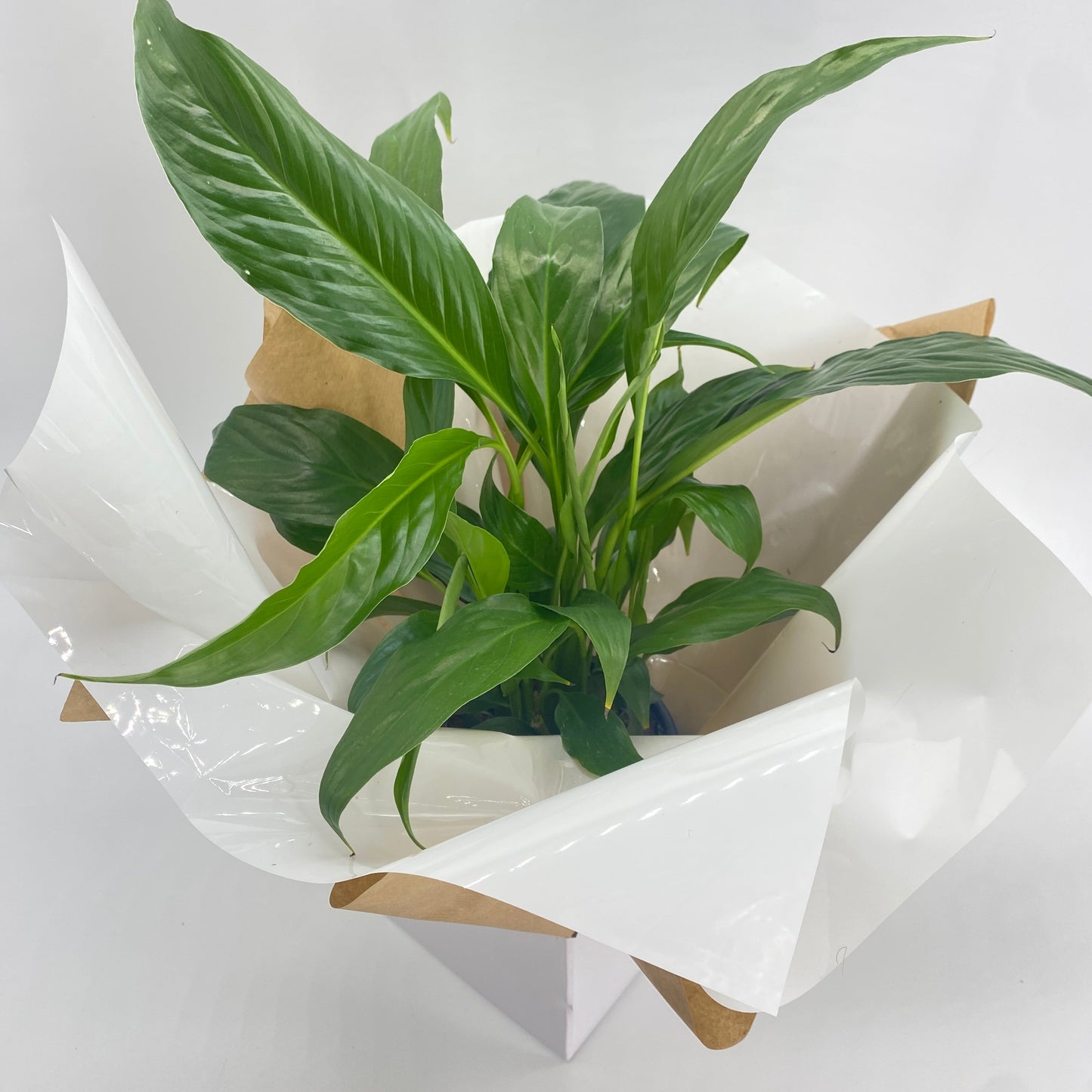 Easy Care Gift Wrapped Plants