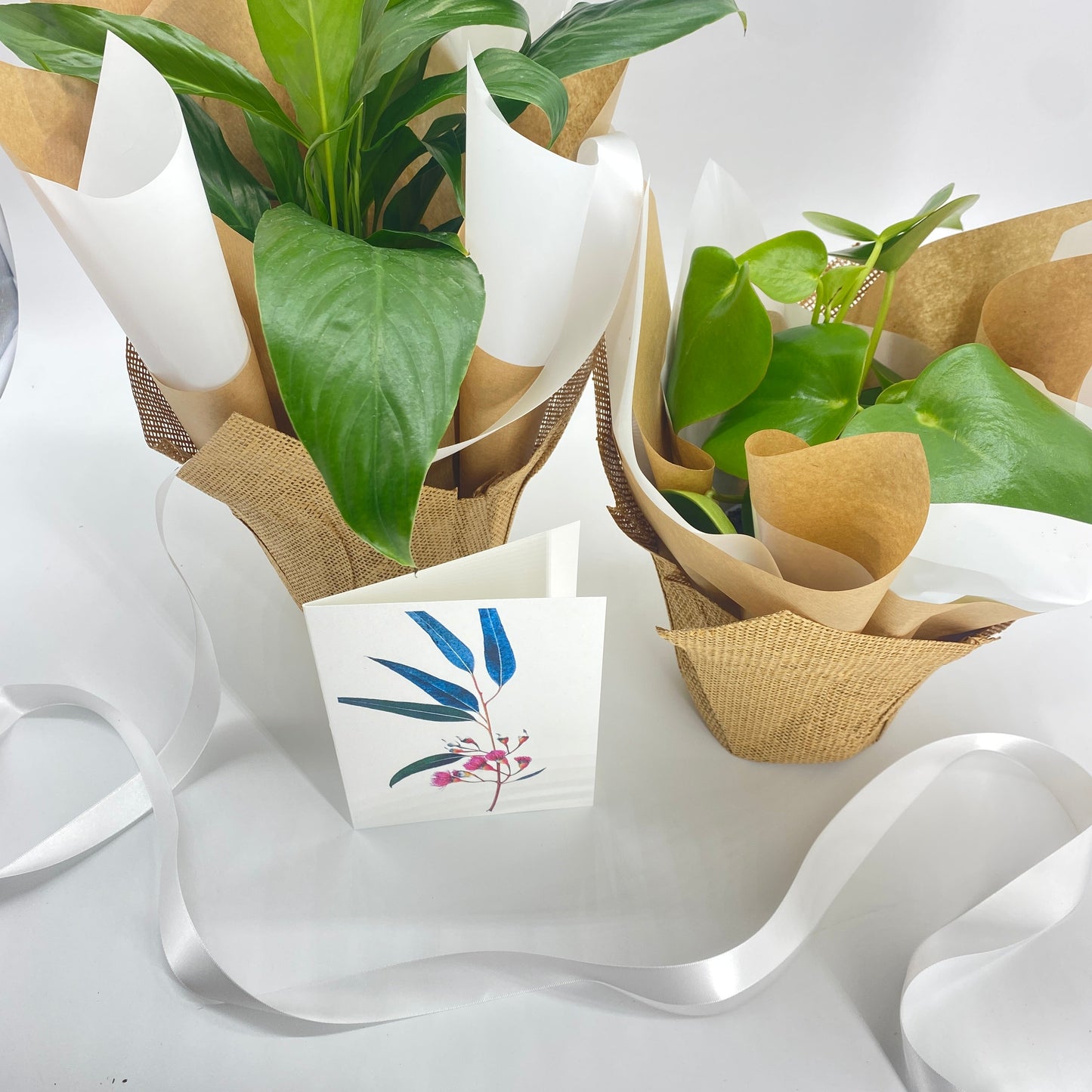 Easy Care Gift Wrapped Plants