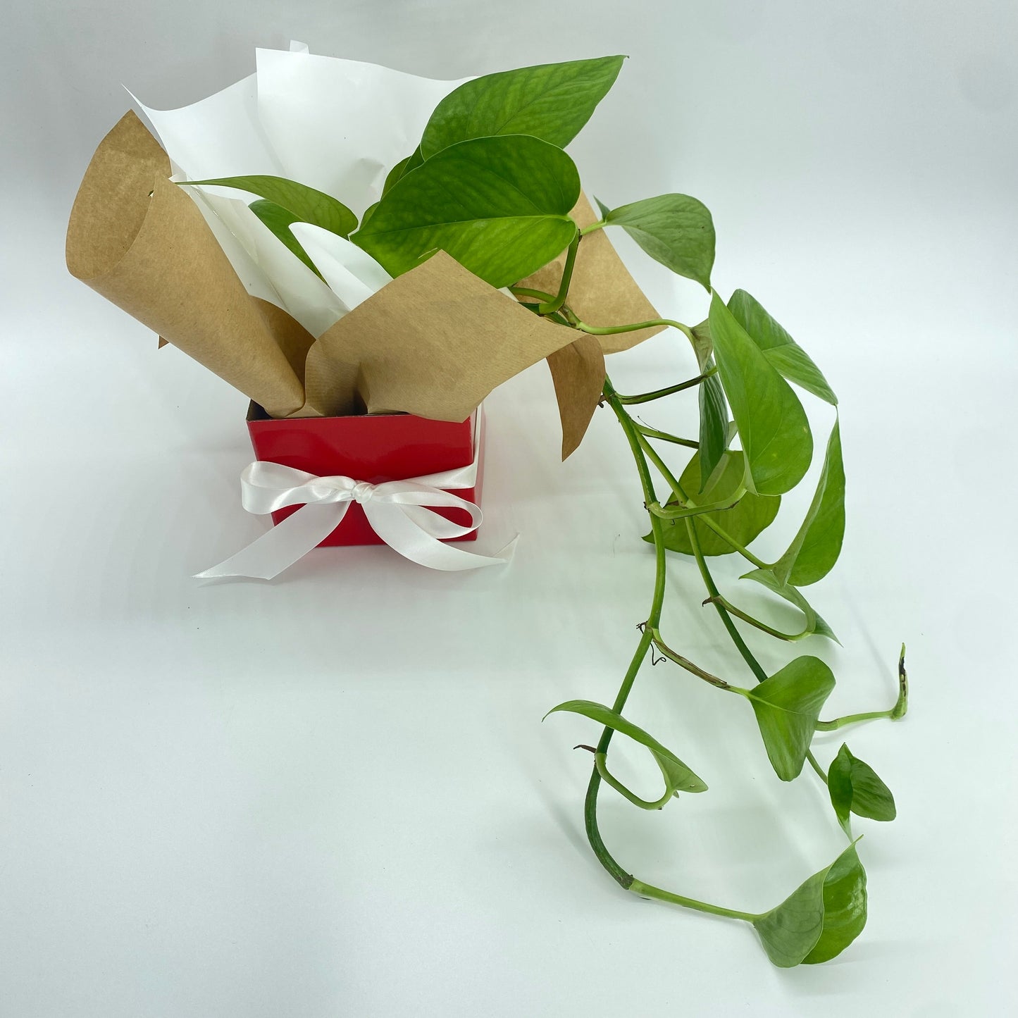 Easy Care Gift Wrapped Plants