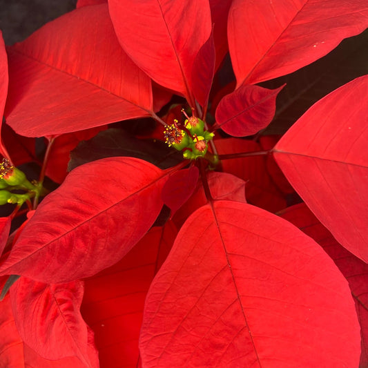 Poinsettia (Christmas Flower)