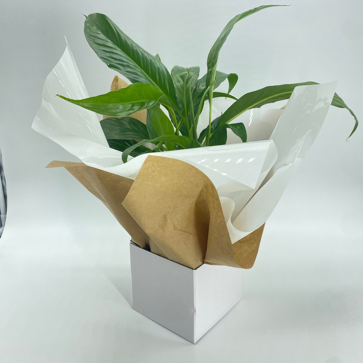 Easy Care Gift Wrapped Plants