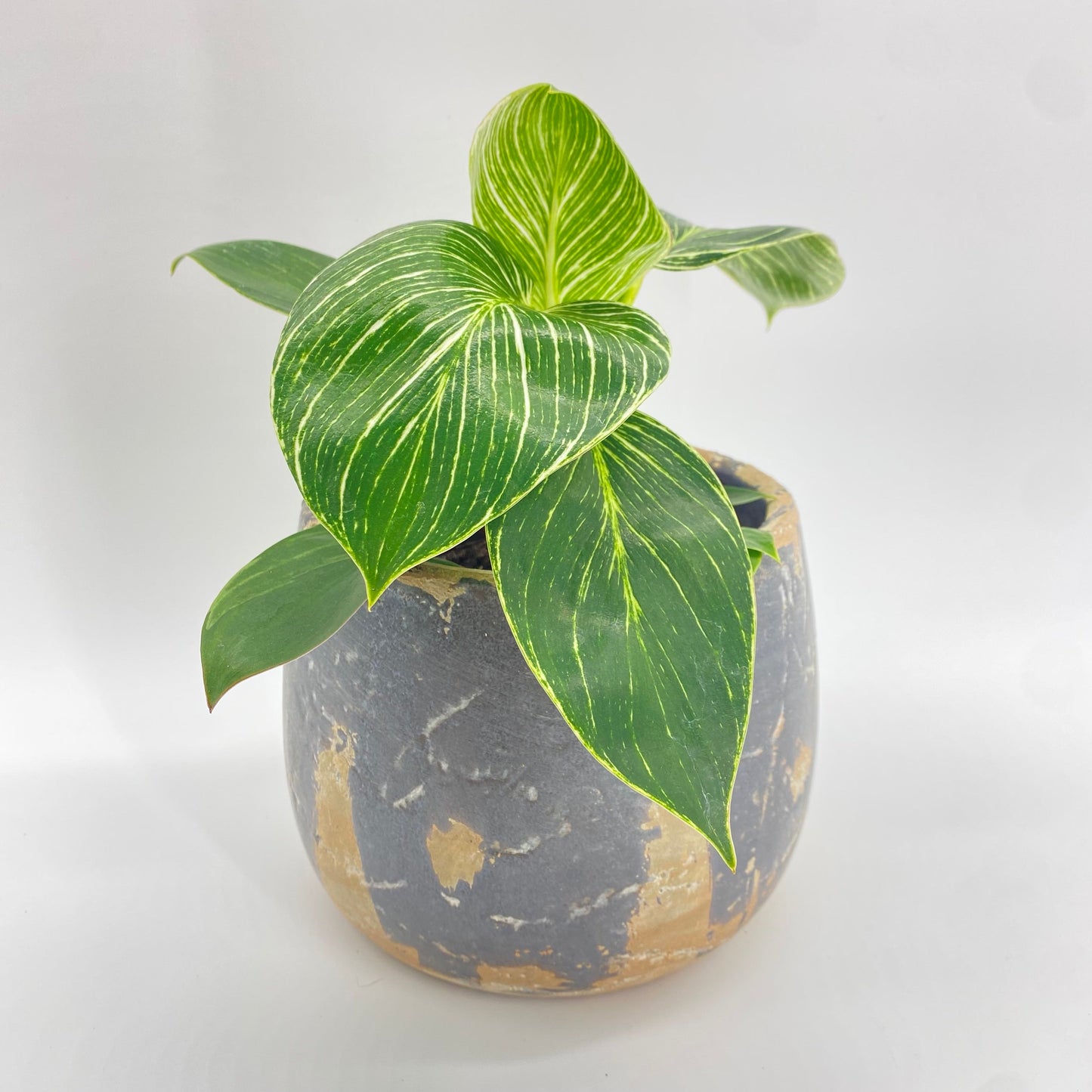 Easy Care Potted Plants