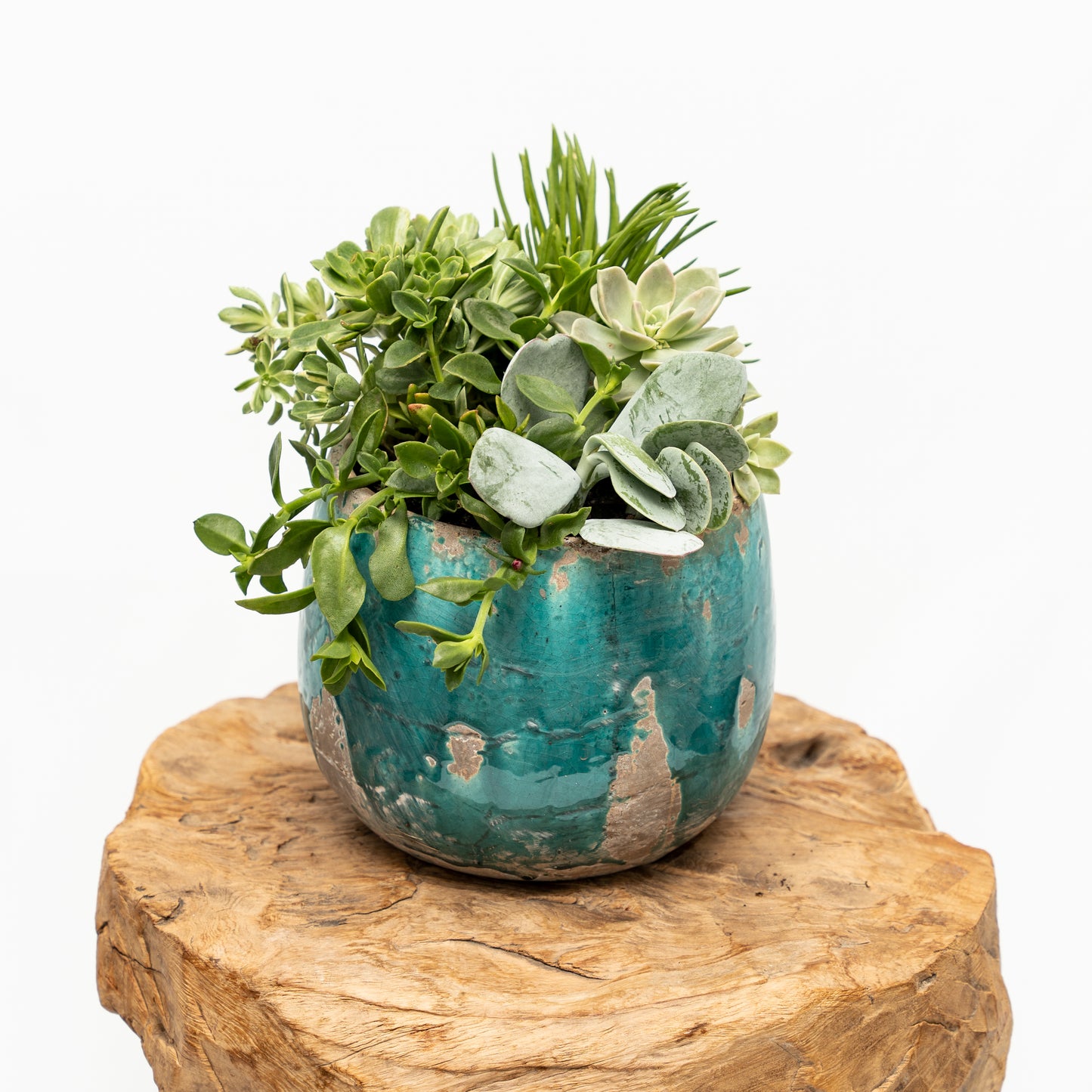 Succulent Arrangement in Ceramic Pot