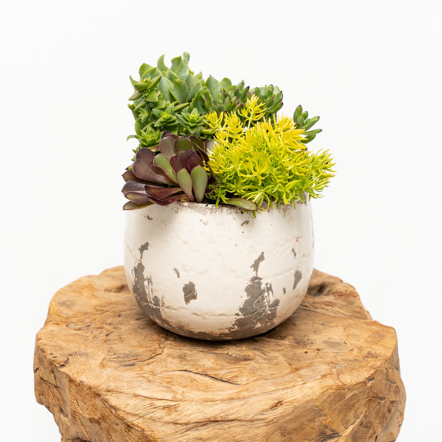 Succulent Arrangement in Ceramic Pot