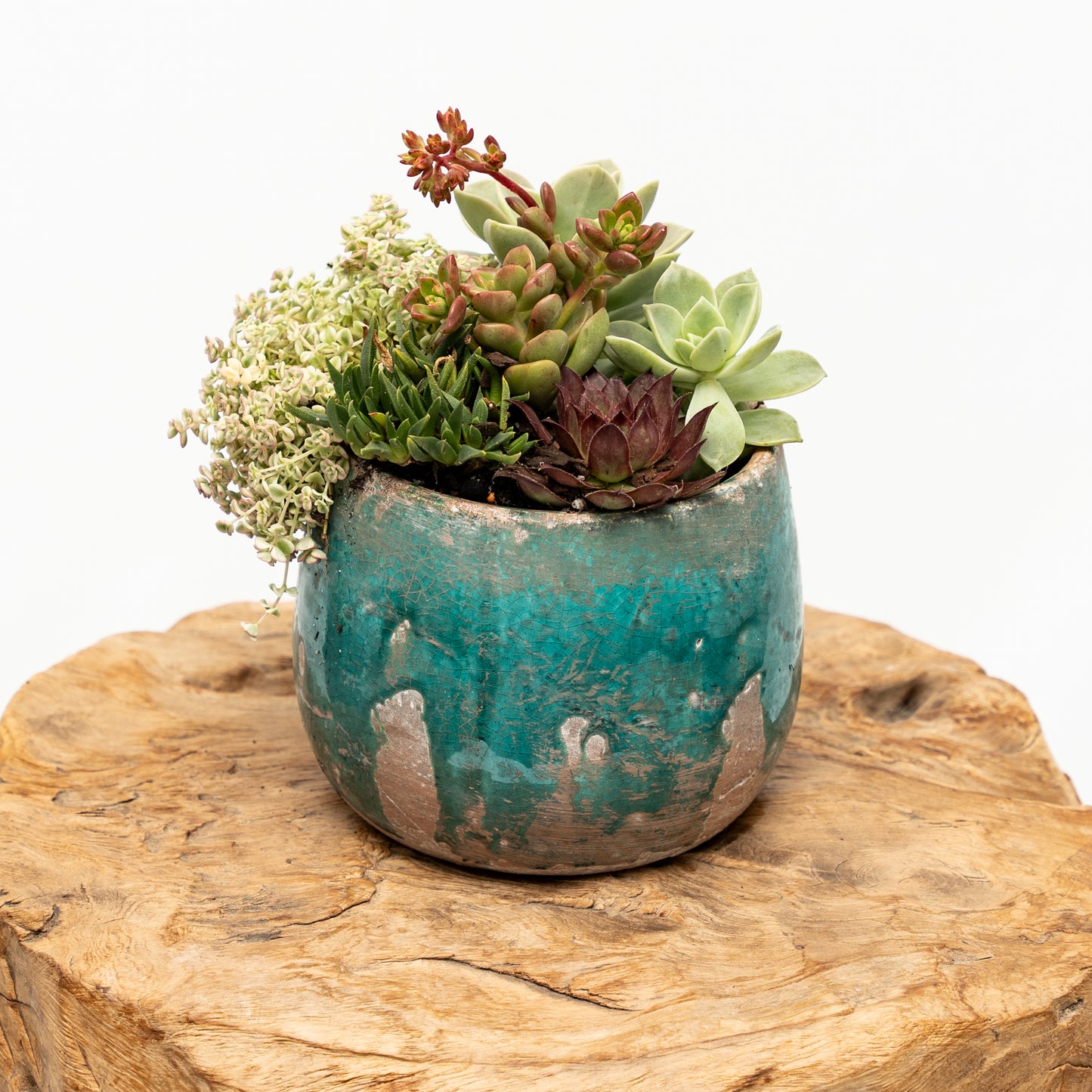 Succulent Arrangement in Ceramic Pot