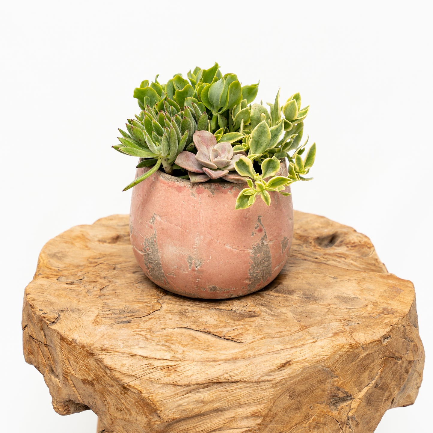 Succulent Arrangement in Ceramic Pot