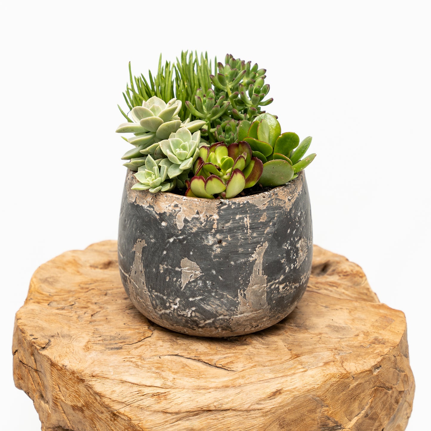 Succulent Arrangement in Ceramic Pot