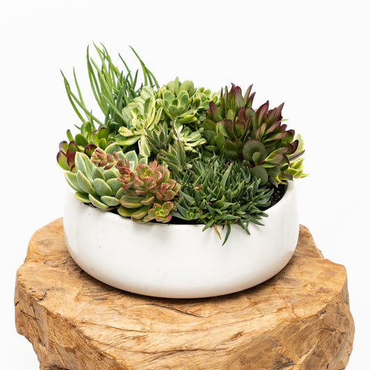 Succulent Arrangement in Ceramic Bowl