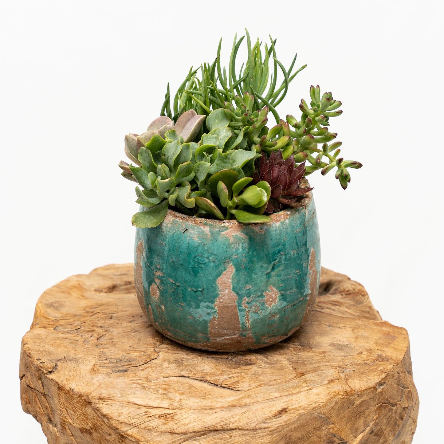 Succulent Arrangement in Ceramic Pot