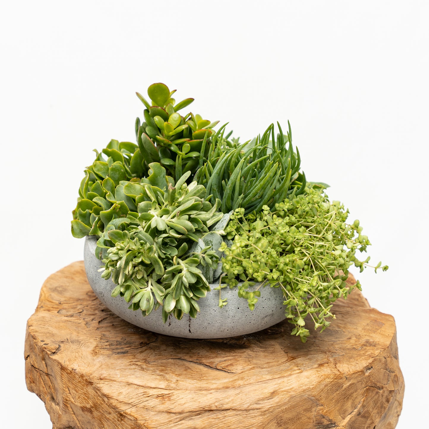 Succulent Arrangement in Ceramic Bowl