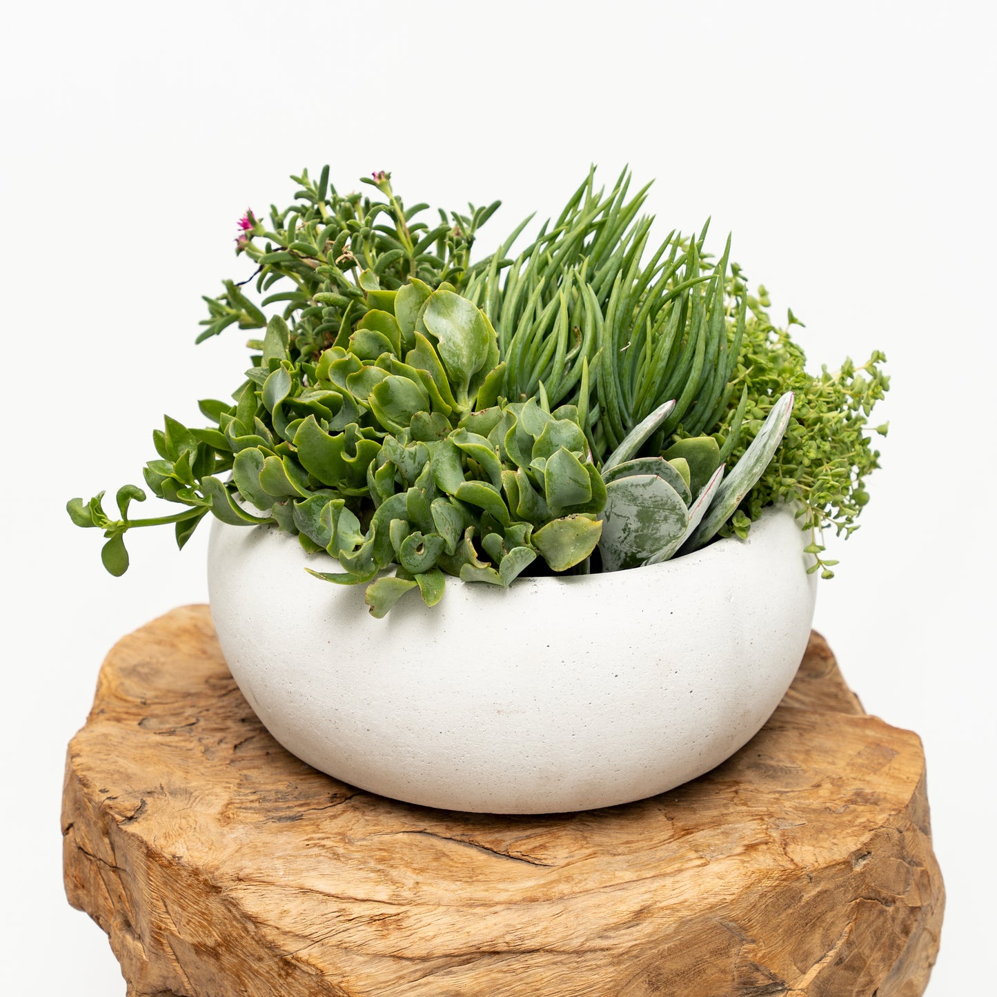 Succulent Arrangement in Ceramic Bowl