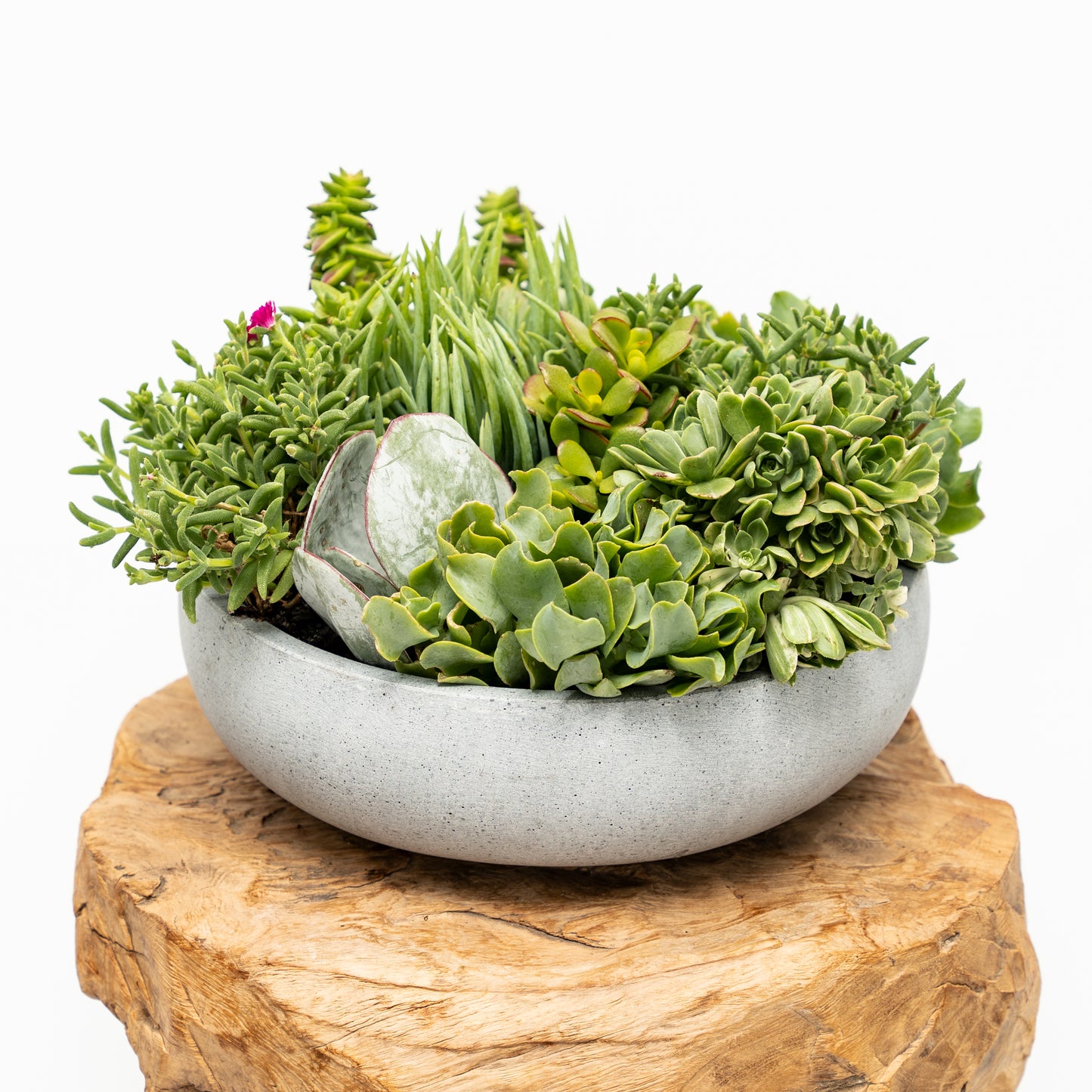 Succulent Arrangement in Ceramic Bowl