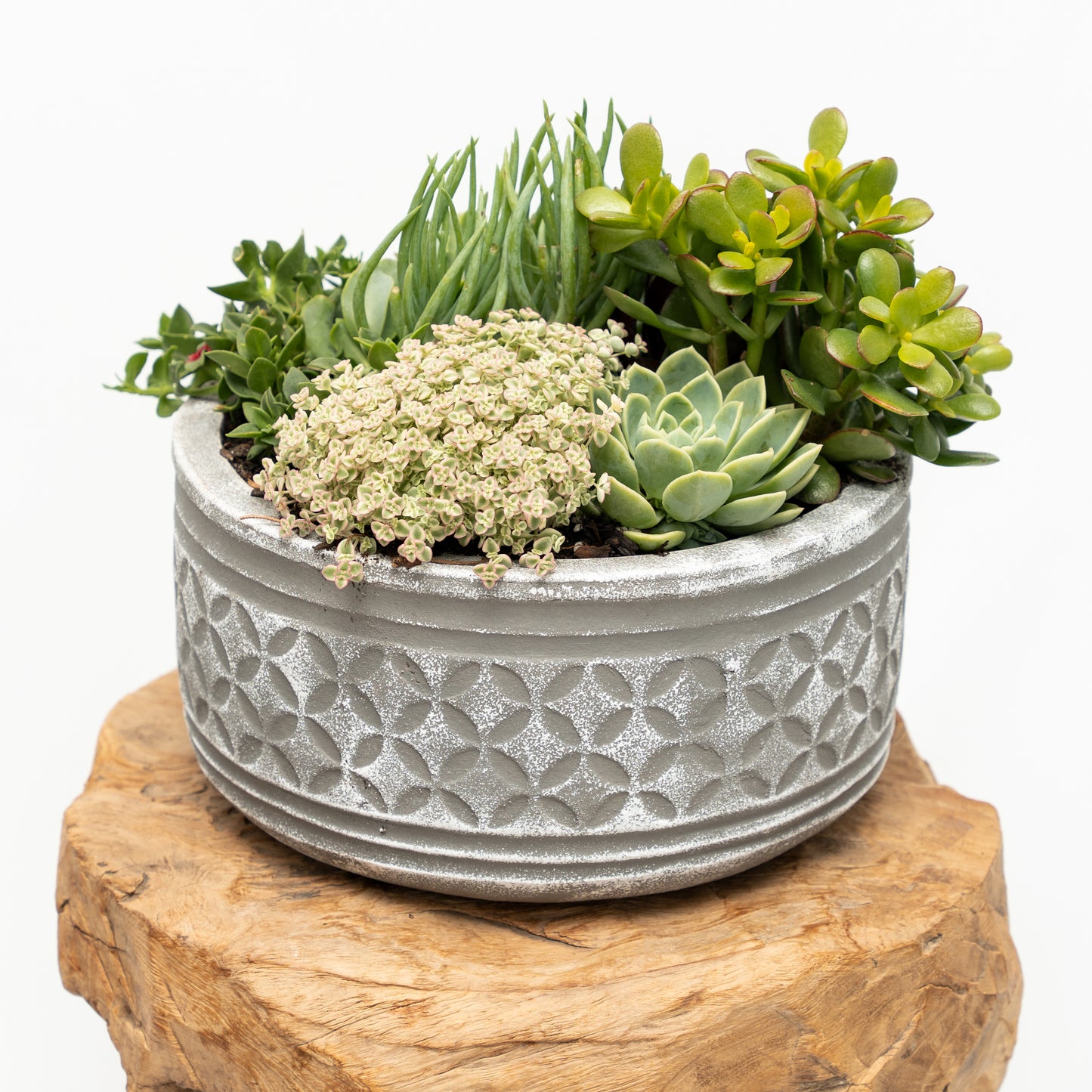 Succulent Arrangement in Ceramic Bowl