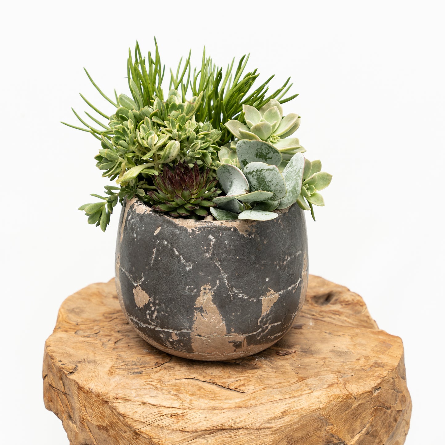 Succulent Arrangement in Ceramic Pot