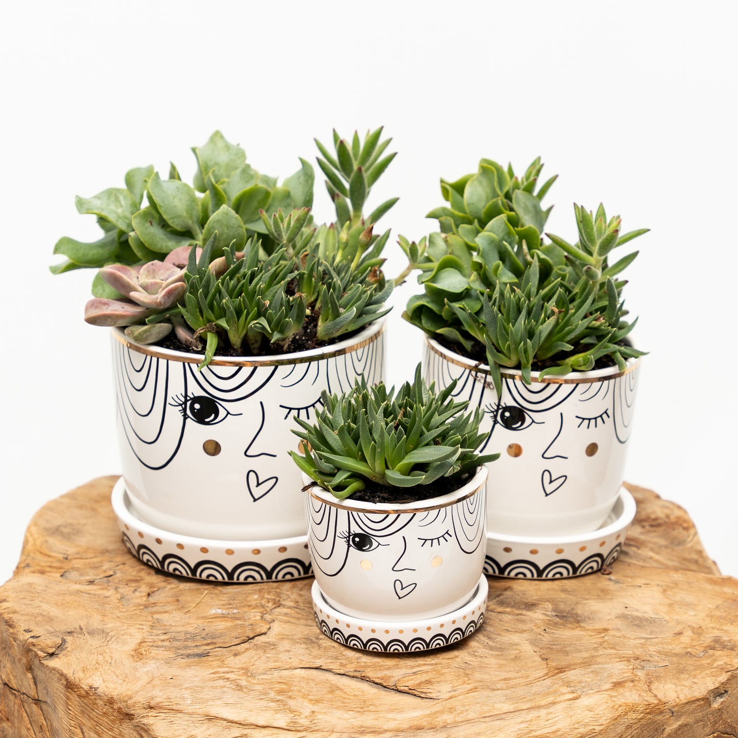 'The Girl Will Always Live Within Us' Succulent Set of 3